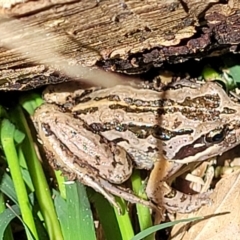 Limnodynastes peronii at Lyneham, ACT - 26 Oct 2021