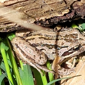 Limnodynastes peronii at Lyneham, ACT - 26 Oct 2021 01:28 PM