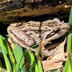 Limnodynastes peronii at Lyneham, ACT - 26 Oct 2021