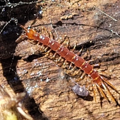 Lithobiomorpha (order) (Unidentified stone centipede) at Lyneham, ACT - 26 Oct 2021 by trevorpreston