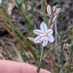 Asphodelus fistulosus at Wandella, VIC - 24 Oct 2021 10:18 AM