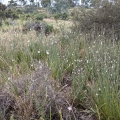 Asphodelus fistulosus at Wandella, VIC - 24 Oct 2021 10:18 AM
