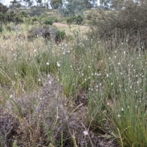 Asphodelus fistulosus at Wandella, VIC - 24 Oct 2021