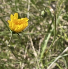 Microseris walteri (Yam Daisy, Murnong) at Flea Bog Flat, Bruce - 26 Oct 2021 by JVR