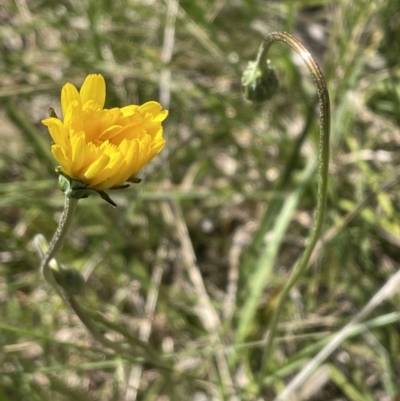 Microseris walteri (Yam Daisy, Murnong) at Bruce Ridge to Gossan Hill - 26 Oct 2021 by JVR