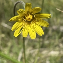 Microseris walteri at Bruce, ACT - 26 Oct 2021 02:19 PM