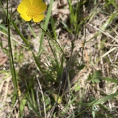 Ranunculus lappaceus (Australian Buttercup) at Bruce, ACT - 26 Oct 2021 by JVR