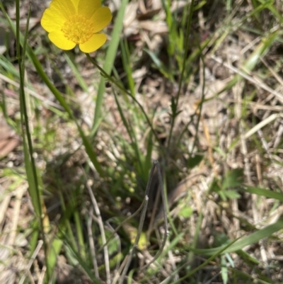 Ranunculus lappaceus (Australian Buttercup) at Flea Bog Flat, Bruce - 26 Oct 2021 by JVR