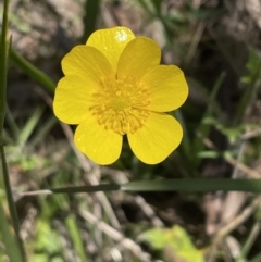 Ranunculus lappaceus at Bruce, ACT - 26 Oct 2021