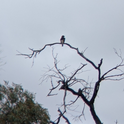 Petrochelidon nigricans (Tree Martin) at Lake Meran, VIC - 24 Oct 2021 by Darcy