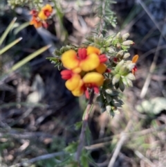 Dillwynia phylicoides (A Parrot-pea) at Bruce Ridge to Gossan Hill - 26 Oct 2021 by JVR