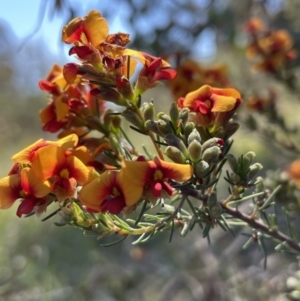 Dillwynia phylicoides at Bruce, ACT - 26 Oct 2021