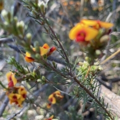 Dillwynia phylicoides at Bruce, ACT - 26 Oct 2021