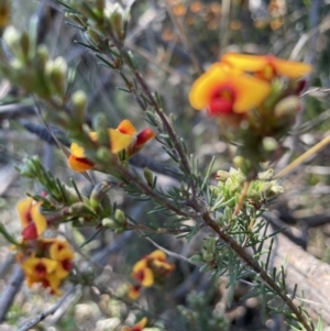 Dillwynia phylicoides at Bruce, ACT - 26 Oct 2021