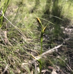 Diuris sulphurea (Tiger Orchid) at Throsby, ACT - 25 Oct 2021 by JasonC