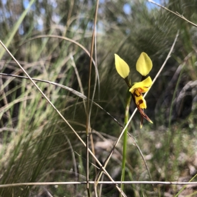 Diuris sulphurea (Tiger Orchid) at Throsby, ACT - 25 Oct 2021 by JasonC