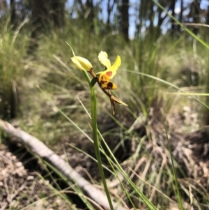 Diuris sulphurea at Throsby, ACT - suppressed