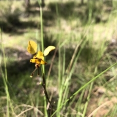 Diuris pardina (Leopard Doubletail) at Mulligans Flat - 26 Oct 2021 by JasonC