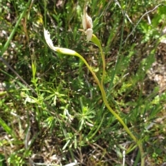 Diuris sp. (A Donkey Orchid) at Molonglo Valley, ACT - 26 Oct 2021 by Rebeccajgee