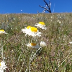 Leucochrysum albicans subsp. tricolor (Hoary Sunray) at Molonglo Valley, ACT - 26 Oct 2021 by Rebeccajgee