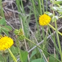Calotis lappulacea (Yellow Burr Daisy) at Watson, ACT - 23 Oct 2021 by MPW