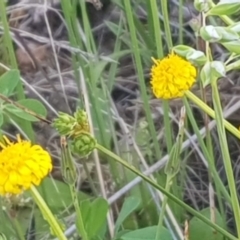 Calotis lappulacea (Yellow Burr Daisy) at Mount Majura - 23 Oct 2021 by MAX