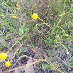 Calotis lappulacea at Watson, ACT - 23 Oct 2021