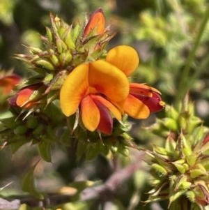 Pultenaea procumbens at Bruce, ACT - 26 Oct 2021 02:21 PM