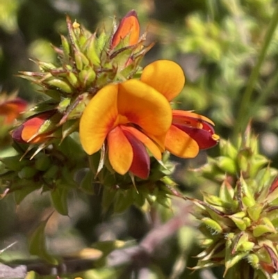 Pultenaea procumbens (Bush Pea) at Bruce Ridge to Gossan Hill - 26 Oct 2021 by JVR