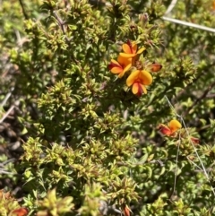 Pultenaea procumbens at Bruce, ACT - 26 Oct 2021 02:21 PM