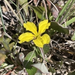 Goodenia hederacea subsp. hederacea (Ivy Goodenia, Forest Goodenia) at Bruce, ACT - 26 Oct 2021 by JVR