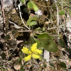 Goodenia hederacea subsp. hederacea at Bruce, ACT - 26 Oct 2021