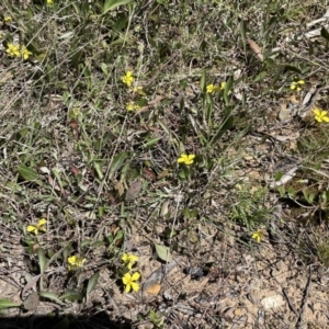 Goodenia hederacea subsp. hederacea at Bruce, ACT - 26 Oct 2021 02:22 PM