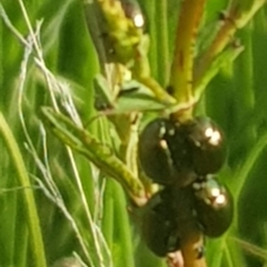 Chrysolina quadrigemina (Greater St Johns Wort beetle) at Watson, ACT - 23 Oct 2021 by MAX