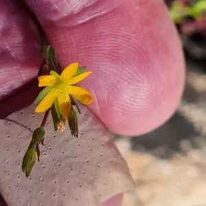 Hypericum gramineum at Jerrabomberra, ACT - 26 Oct 2021