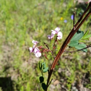 Indigofera australis subsp. australis at Jerrabomberra, ACT - 26 Oct 2021 03:23 PM