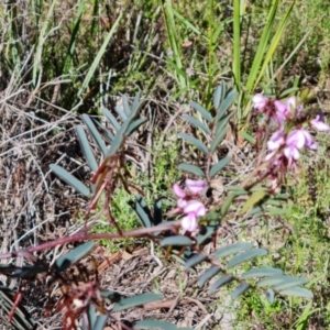 Indigofera australis subsp. australis at Jerrabomberra, ACT - 26 Oct 2021