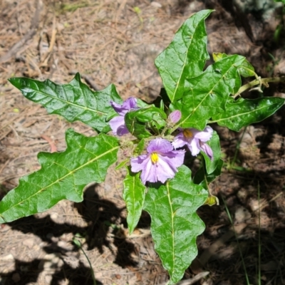 Solanum cinereum (Narrawa Burr) at Wanniassa Hill - 26 Oct 2021 by Mike