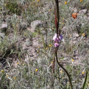 Diuris punctata at suppressed - 26 Oct 2021