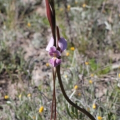 Diuris punctata at suppressed - 26 Oct 2021