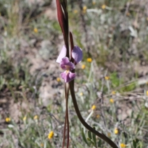 Diuris punctata at suppressed - suppressed