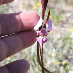 Diuris punctata at suppressed - suppressed