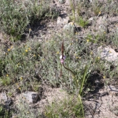 Diuris punctata at suppressed - 26 Oct 2021