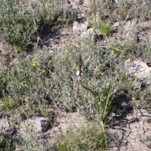 Diuris punctata at suppressed - 26 Oct 2021