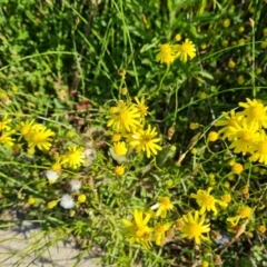 Senecio madagascariensis (Madagascan Fireweed, Fireweed) at Wanniassa Hill - 26 Oct 2021 by Mike