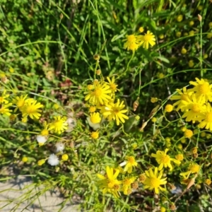 Senecio madagascariensis at Fadden, ACT - 26 Oct 2021