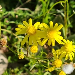 Senecio madagascariensis at Fadden, ACT - 26 Oct 2021 04:31 PM