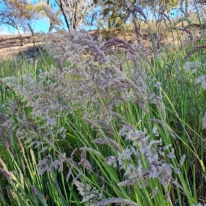 Holcus lanatus at Jerrabomberra, ACT - 26 Oct 2021 04:28 PM