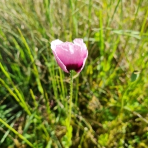 Papaver somniferum subsp. setigerum at Jerrabomberra, ACT - 26 Oct 2021 04:26 PM