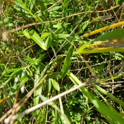 Gazania x splendens (Gazania) at Jerrabomberra, ACT - 26 Oct 2021 by Mike